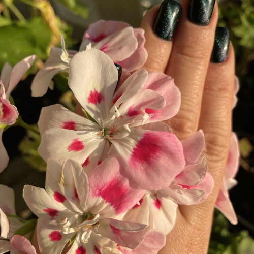 Pelargonium 'Unicorn Bride' - Pelargoon 'Unicorn Bride' P9/0,55L